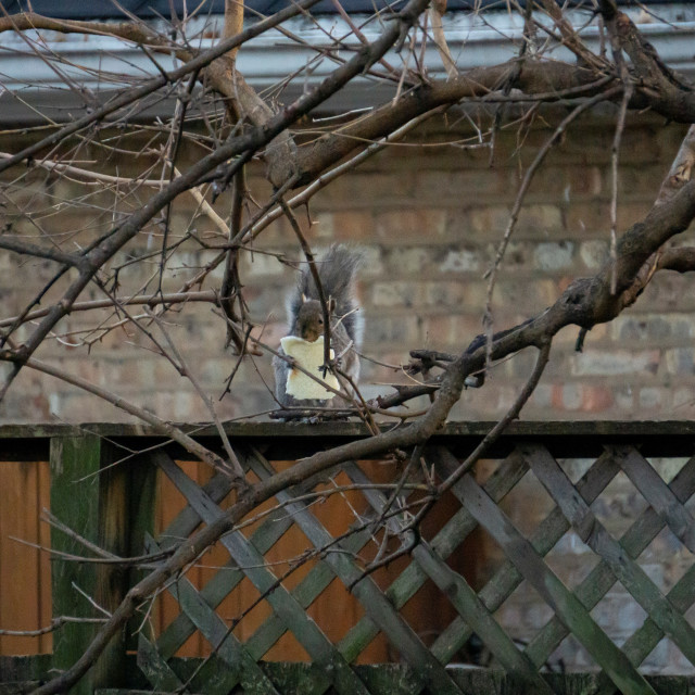 "Squirrel Snack" by BTG Photographer - $3.09 "Squirrel Snack" stock image