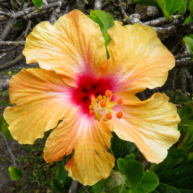 "Hibiscus ♧•" stock image