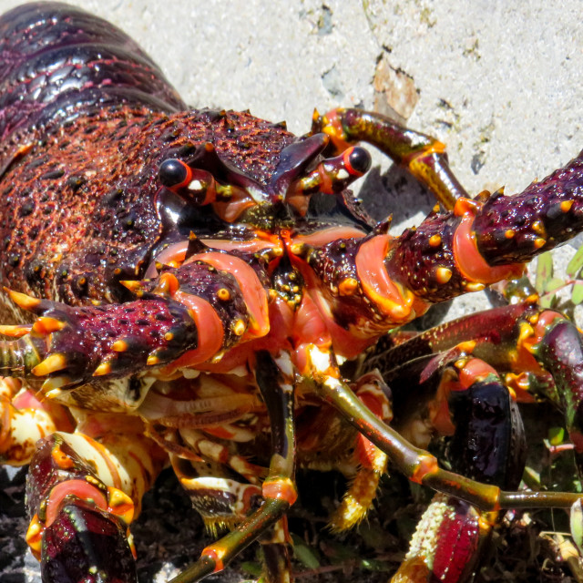 "Sea Creatures" stock image