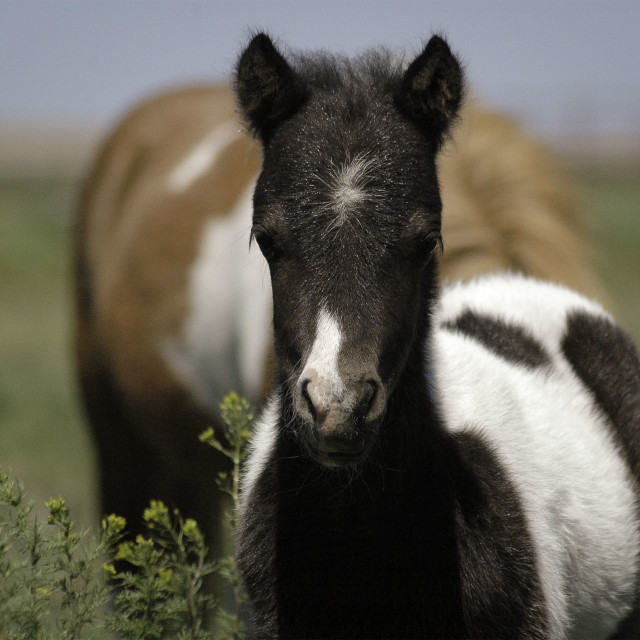 "Miniature Horse Foal" by West · River · Photography - £4.00 "Miniature Horse Foal" stock image