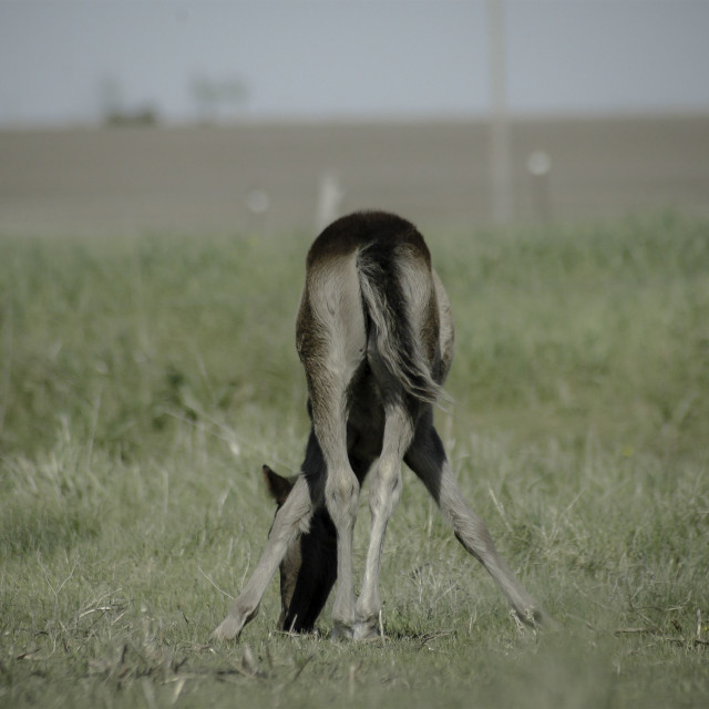 "Miniature Horse Foal" by West · River · Photography - £4.00 "Miniature Horse Foal" stock image