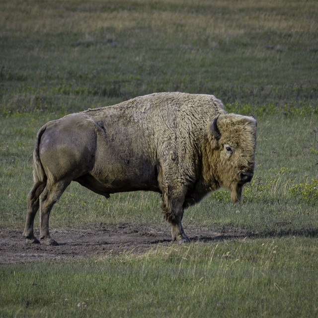 "Golden Buffalo" by West · River · Photography - £7.35 "Golden Buffalo" stock image