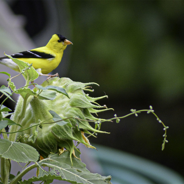 "Finch On A Sunflower" by West · River · Photography - £4.00 "Finch On A Sunflower" stock image
