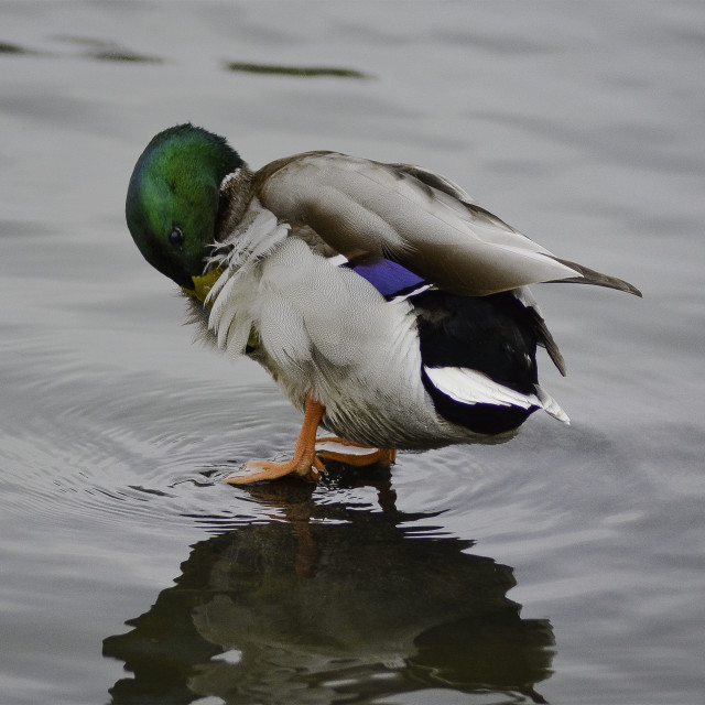 "Mallard" by West · River · Photography - £7.35 "Mallard" stock image