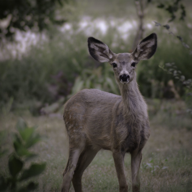 "Muley" by West · River · Photography - £7.35 "Muley" stock image