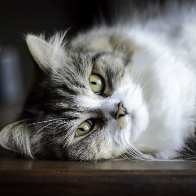 "Lazy Sunday" by West · River · Photography - £7.35 "Lazy Sunday" stock image