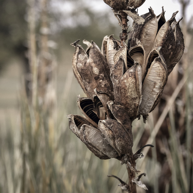 "Yucca Plant" by West · River · Photography - £7.35 "Yucca Plant" stock image
