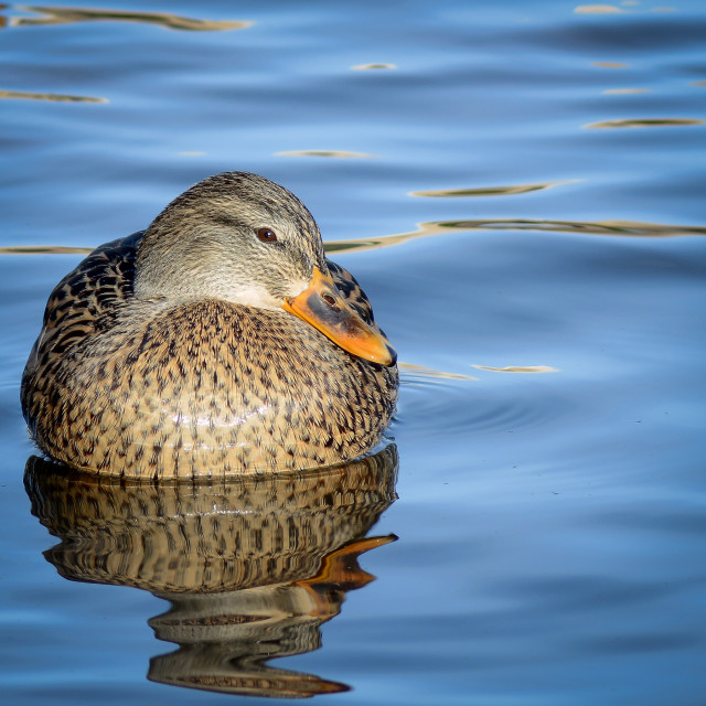 "Mallard Hen" by West · River · Photography - £7.35 "Mallard Hen" stock image
