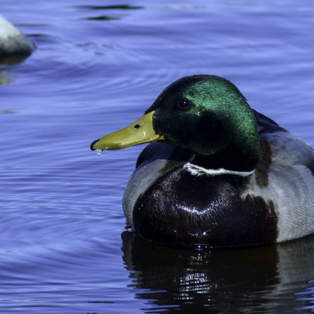 "Mallard" by West · River · Photography - £7.35 "Mallard" stock image