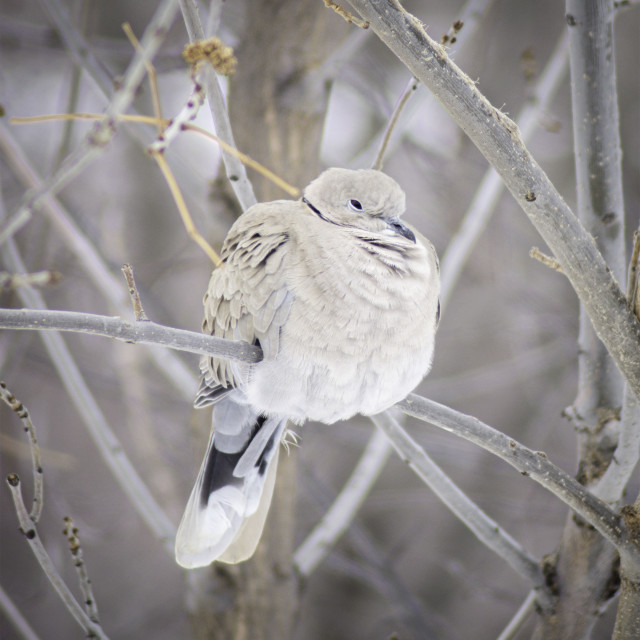 "Fluffy Dove" by West · River · Photography - £7.35 "Fluffy Dove" stock image