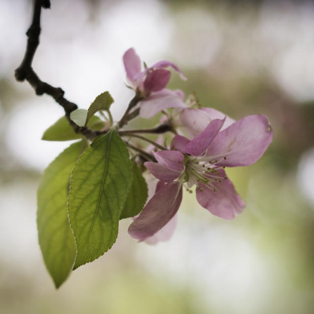 "Blossoms" by West · River · Photography - £7.35 "Blossoms" stock image