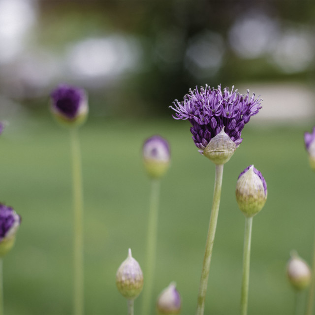 "Purple Flowers" by West · River · Photography - £7.35 "Purple Flowers" stock image