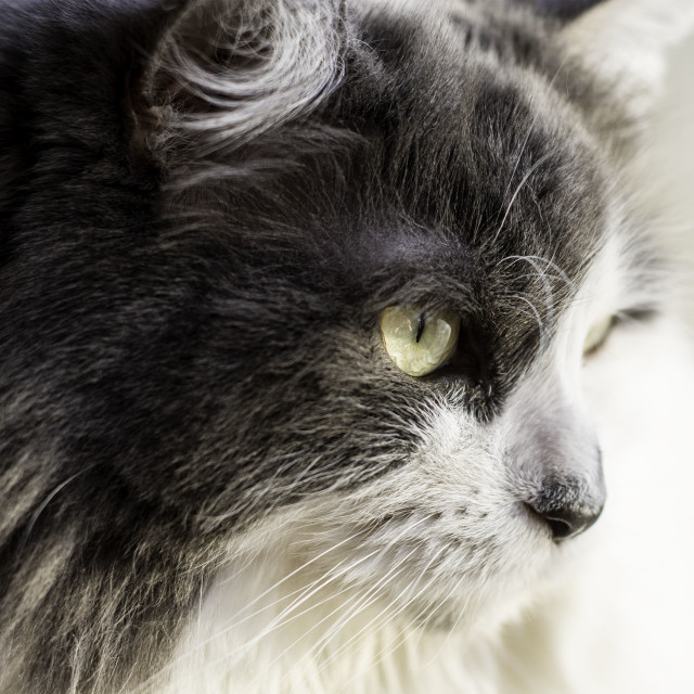 "Princess Sophia" by West · River · Photography - £7.35 "Princess Sophia" stock image