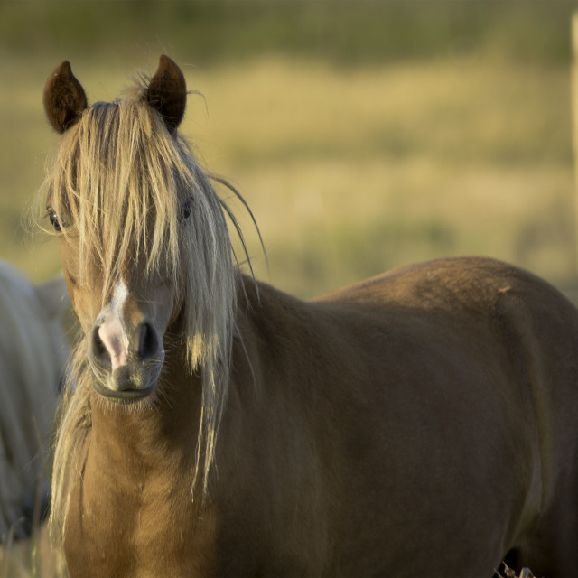 "Pony at Golden Hour" stock image