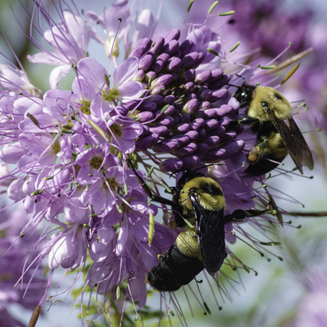 "Busy Bees" by West · River · Photography - £7.35 "Busy Bees" stock image
