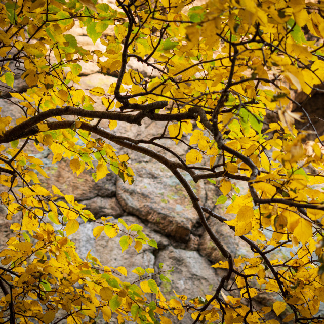 "Autumn Colors" by West · River · Photography - £4.00 "Autumn Colors" stock image