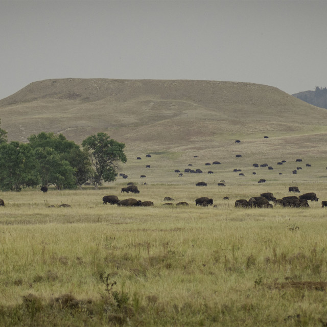 "Buffalo Herd" by West · River · Photography - £11.00 "Buffalo Herd" stock image