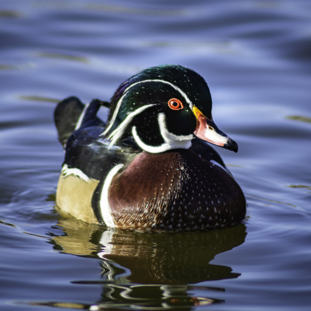"Wood Duck" by West · River · Photography - £7.35 "Wood Duck" stock image