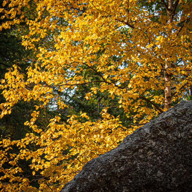 "Autumn Colors" by West · River · Photography - £4.00 "Autumn Colors" stock image