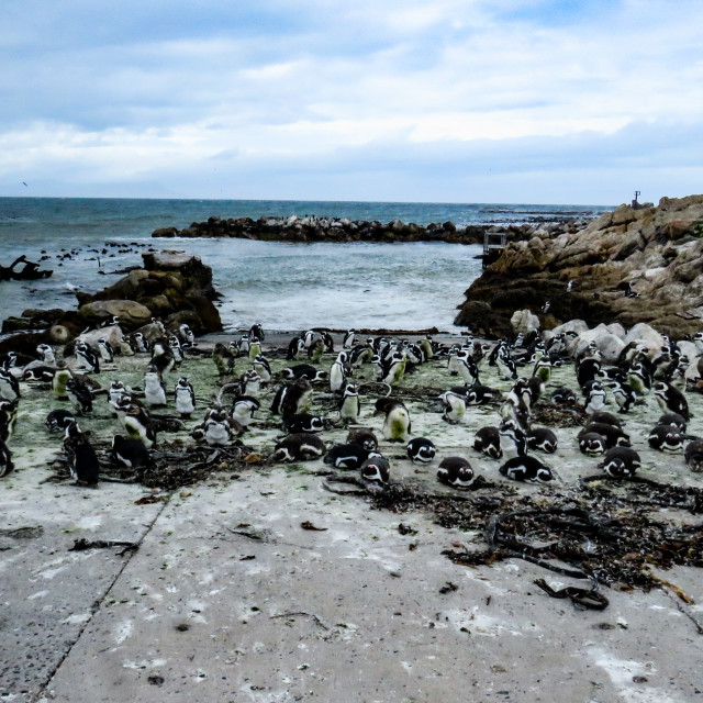 "Penguins Galore" stock image