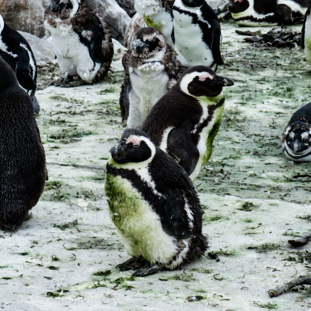 "Dirty Penguins" stock image