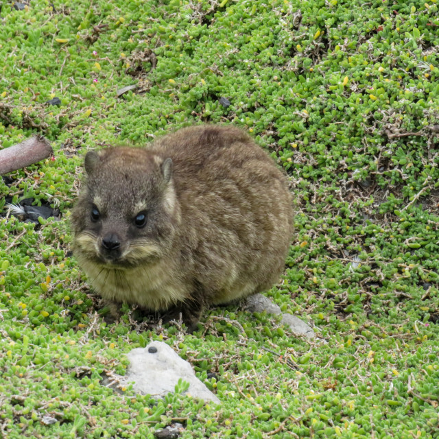 "Lone Dassie" stock image