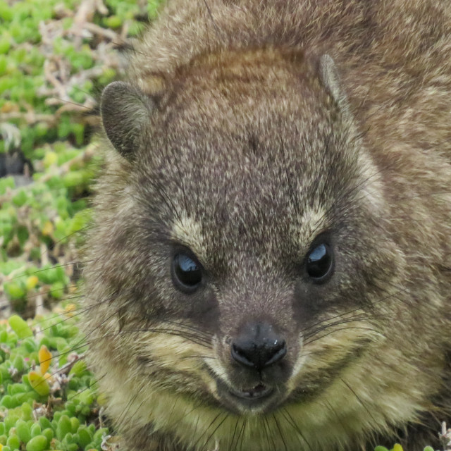 "Dassie Portrait" stock image