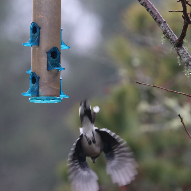 "Flying BlueJay" stock image