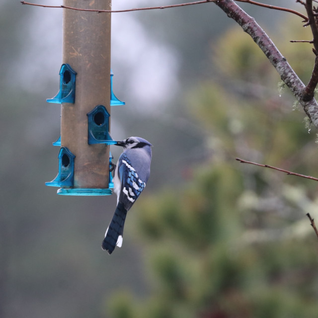 "BlueJay 3" stock image