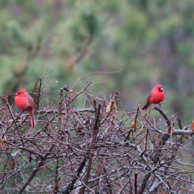 "Two Cardinals" stock image