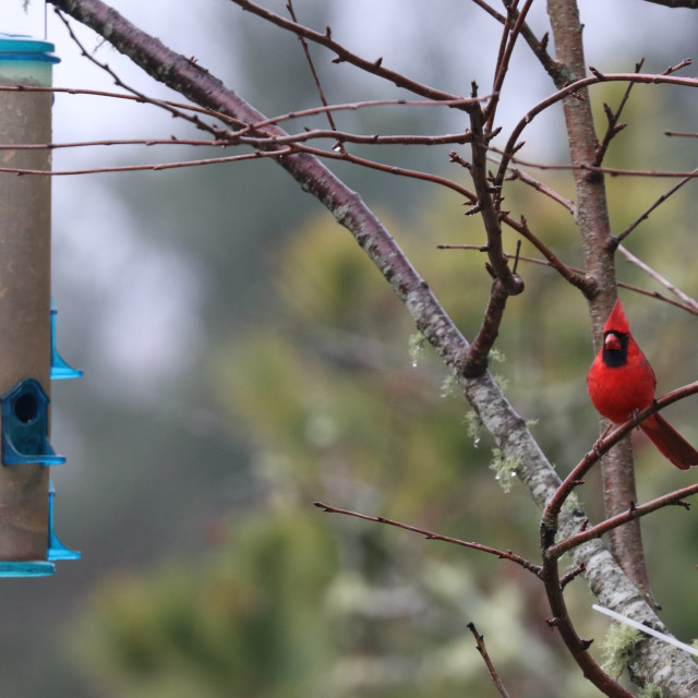 "Cardinal 6" stock image