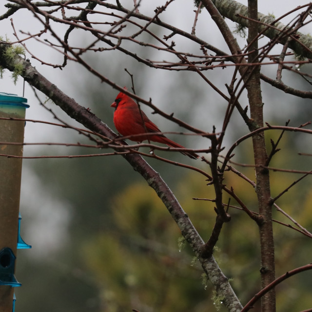 "Cardinal 3" stock image