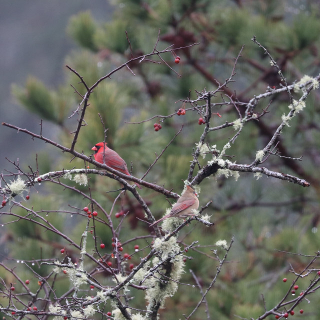 "Male and female Cardinals" stock image