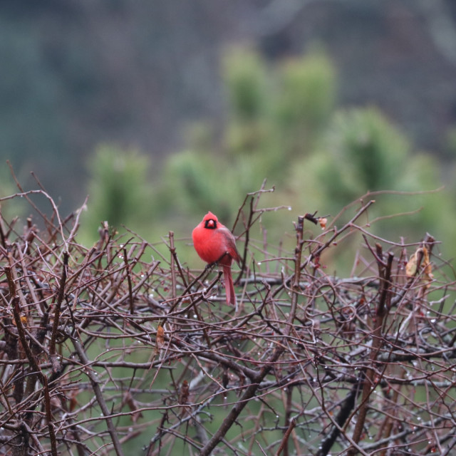 "Cardinal 1" stock image