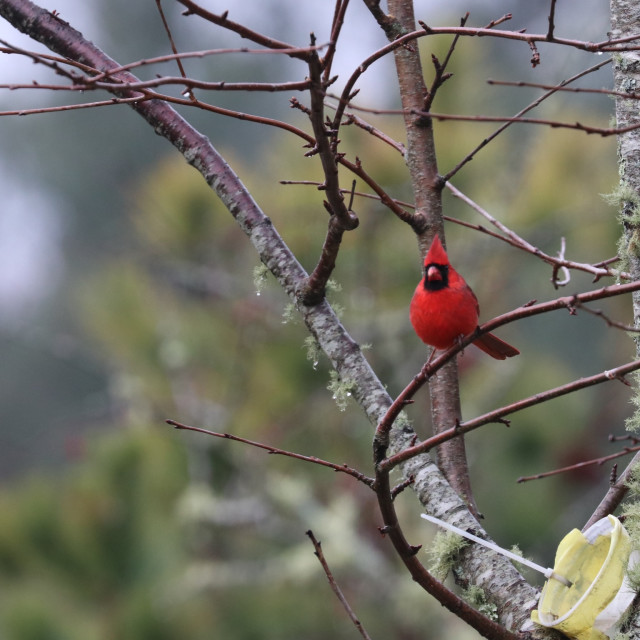 "Cardinal 7" stock image