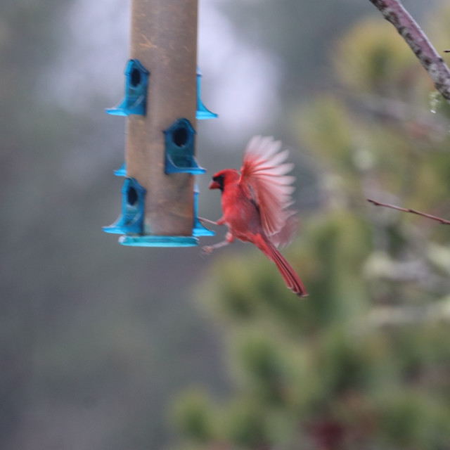 "Flying Cardinal 1" stock image