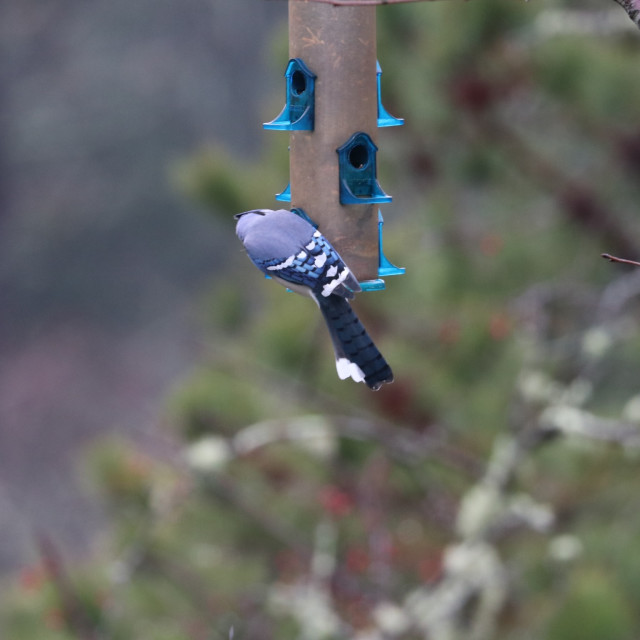 "BlueJay 2" stock image