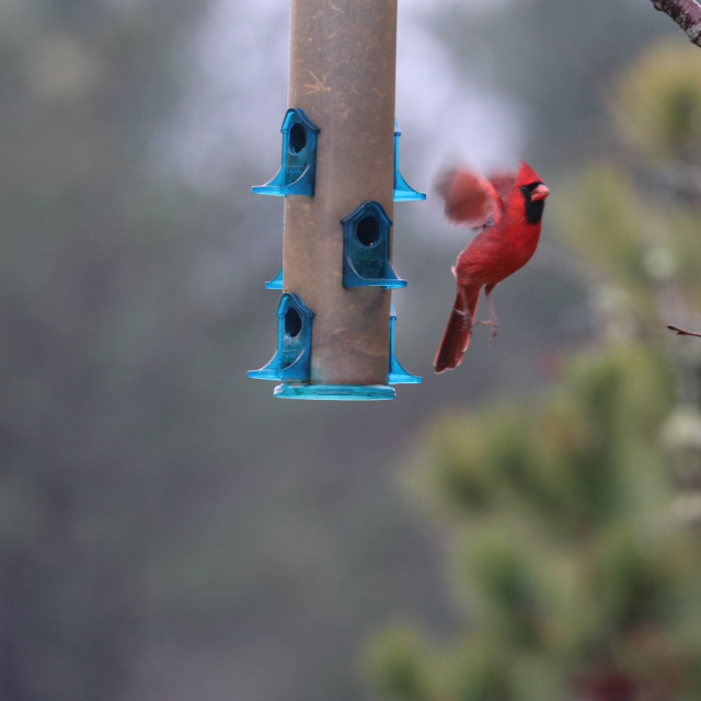 "Flying Cardinal 2" stock image