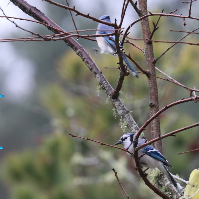 "Two BlueJays 1" stock image