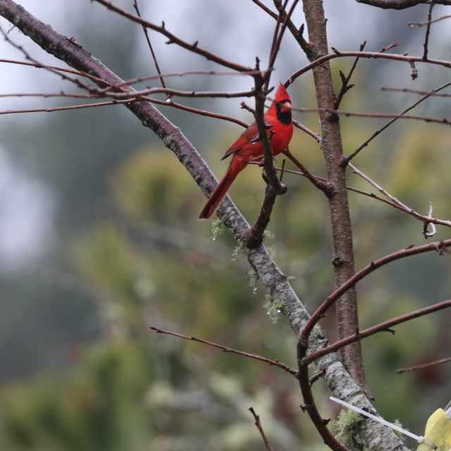 "Cardinal 4" stock image