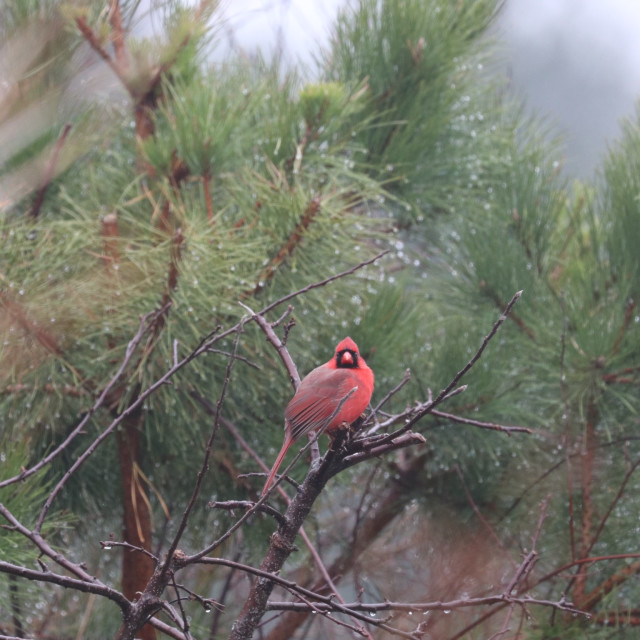 "Male Cardinal in Pine tree" stock image