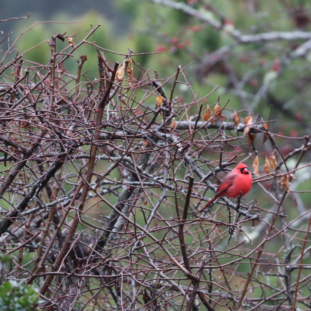 "Male Cardinal in tree 1" stock image