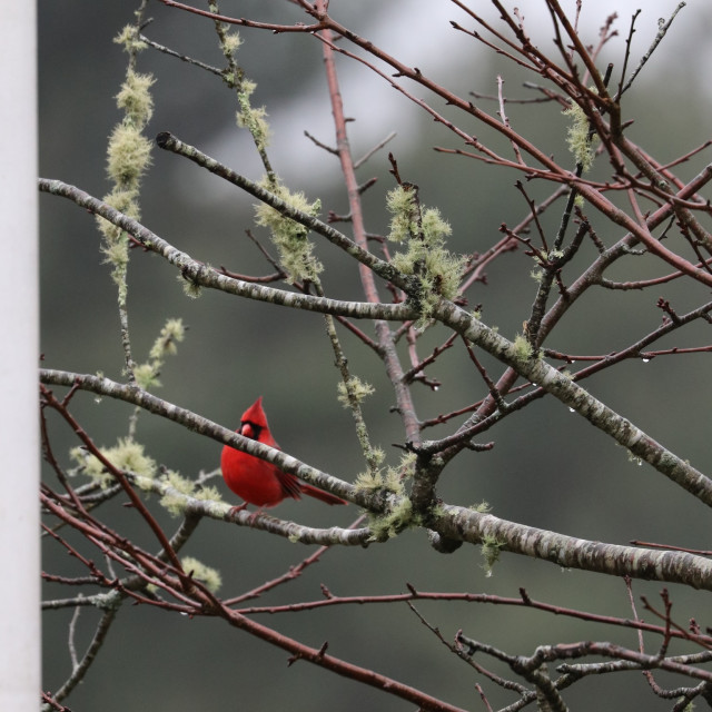 "Male Cardinal in tree 2" stock image