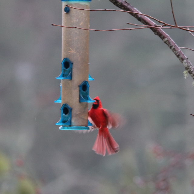 "Flying Male Cardinal" stock image