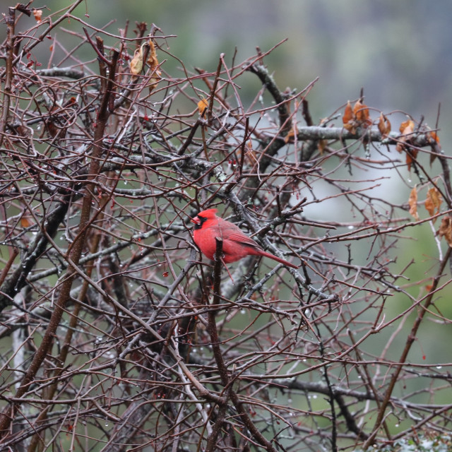 "Male Cardinal in tree" stock image