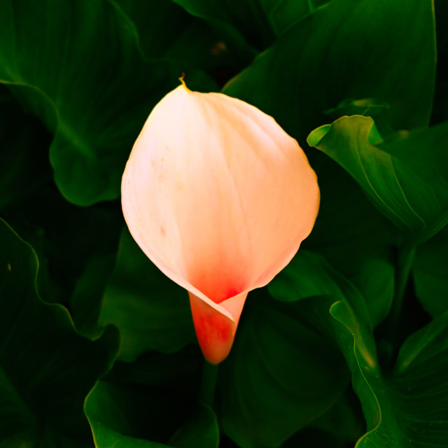 "Flower Floats" stock image