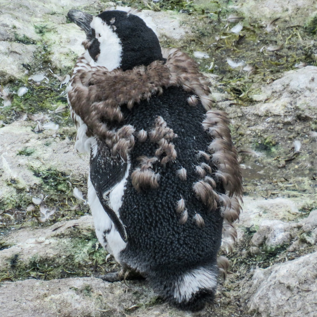 "Moulting Penguin" stock image