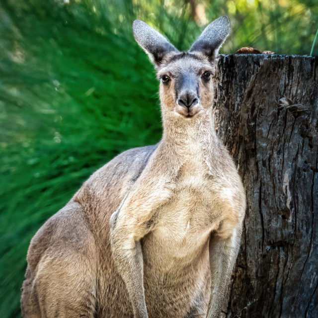 "Grey Kangaroo" stock image