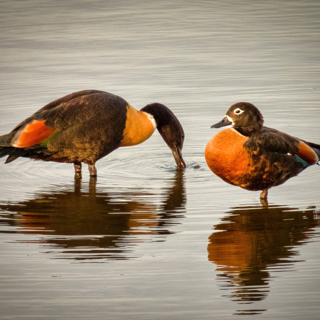 "Orange Ducks" stock image