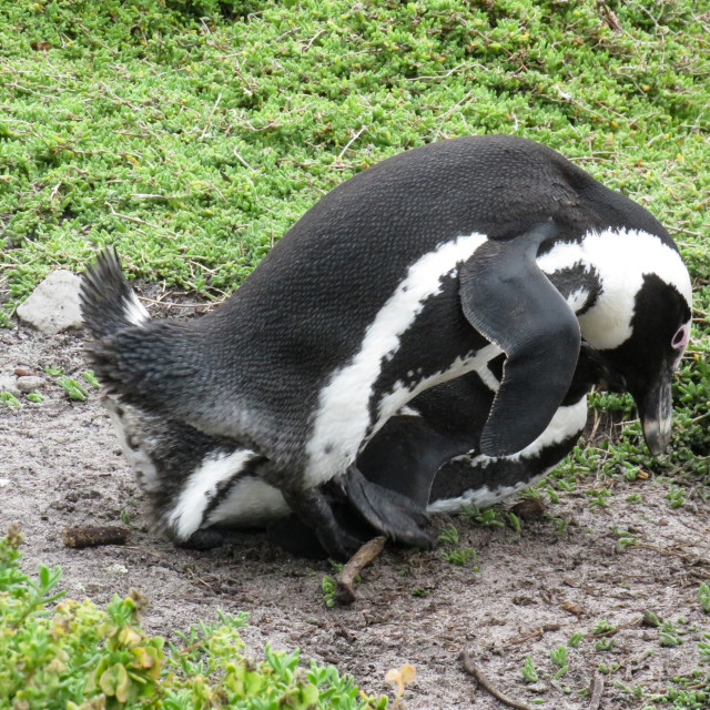 "Penguins" stock image